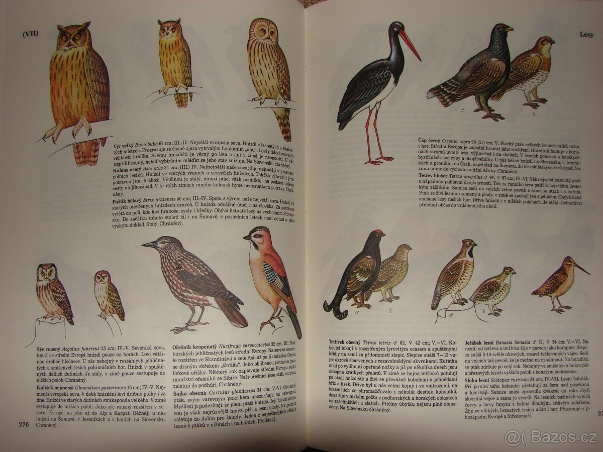 Knížky pro děti Atlas Comics Encyklopedie Angličtina Učebni - 2