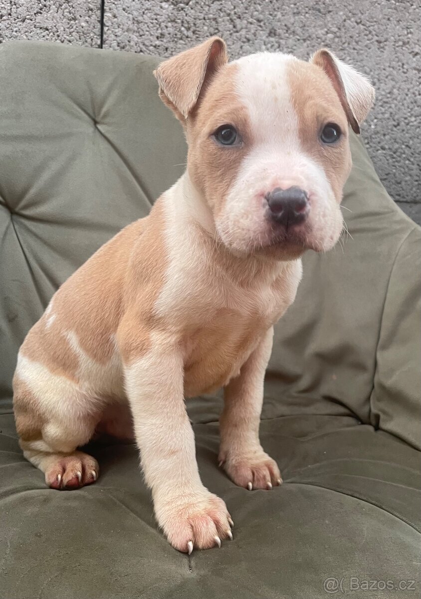Americký stafordšírsky teriér, Staford - 2