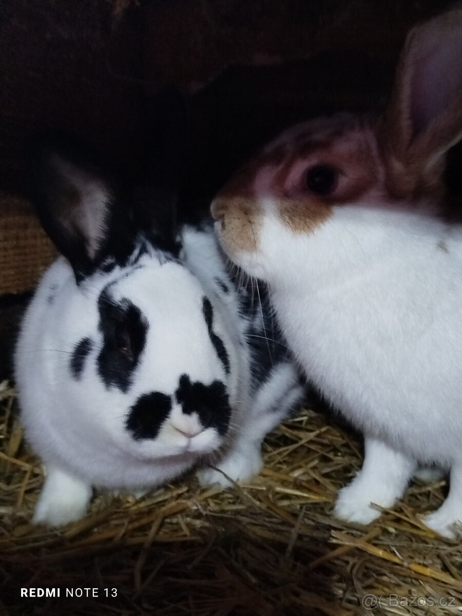 Prodám samice k chovu - 2