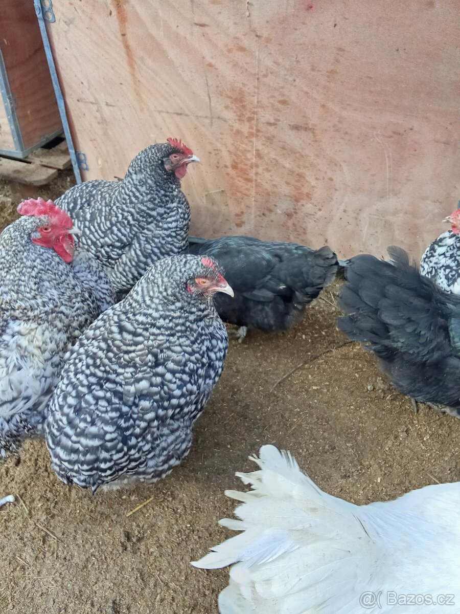 Vejce do líhně - 2