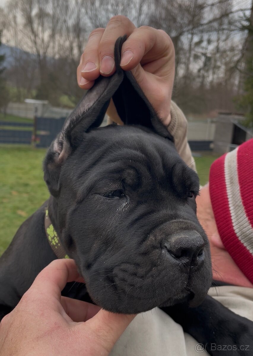 Cane corso s PP Fci - PES - 2