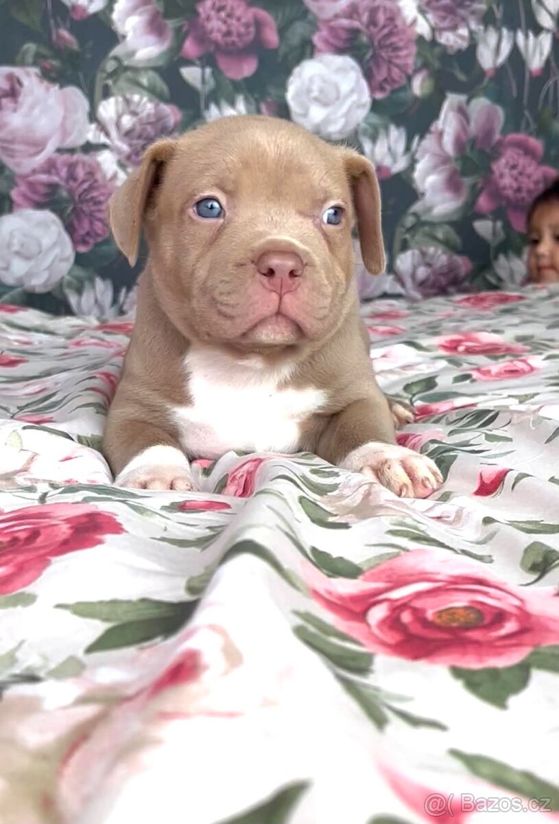 American Bully XL - 2