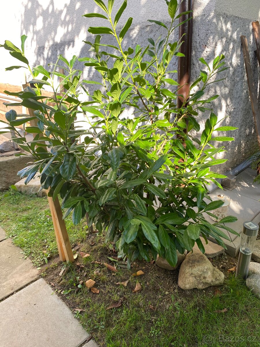 Bobkovišeň krásná s lesklými listy . - 2