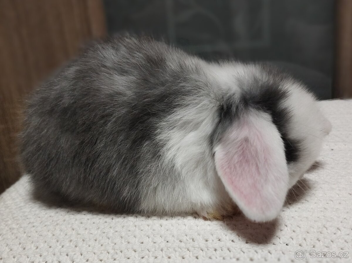 Zakrslý králíček - beránek minilop - 2