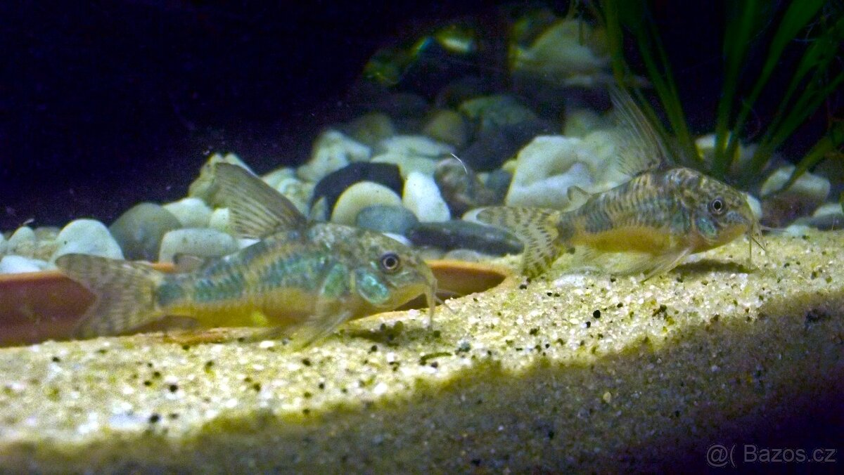 Corydoras paleatus - pancéřníček skvrnitý - 2
