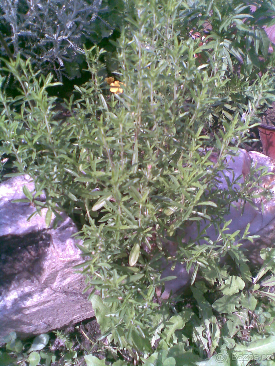Saturejka horská, vytrvalá bylinka, semínka 50ks - 2