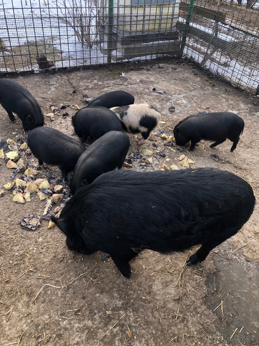 Vietnamské prase - 2