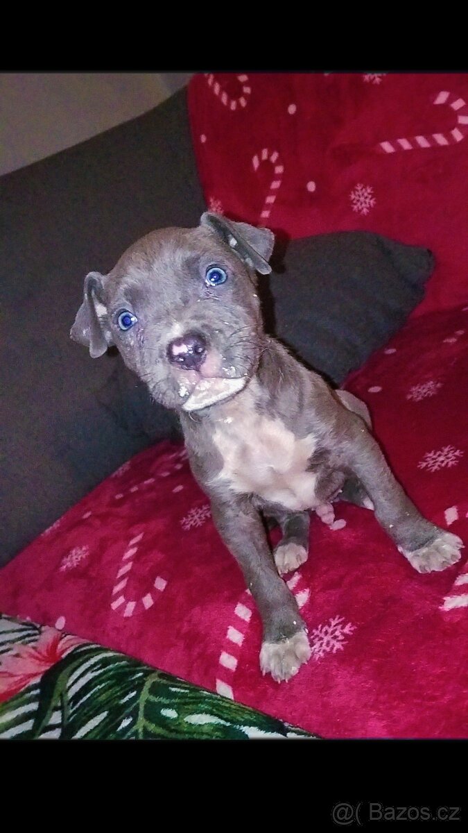 Stafordšírský bulteriér - 2