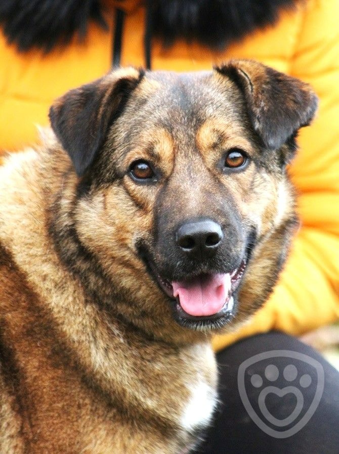 Guliana - fenka k adopci - 2