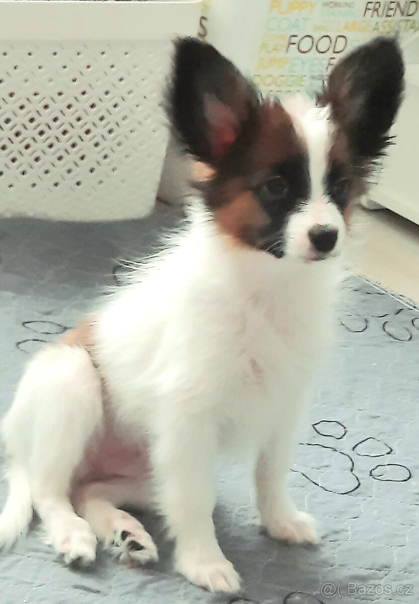 Štěňátko papillona s PP-pejsek - 2