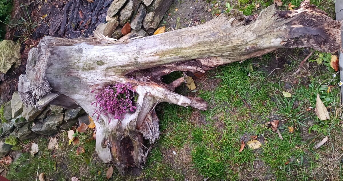 Kořen dekorace skalka či jezírko - 2