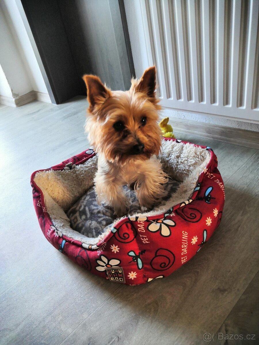 Yorkšírský teriér. Jorkšírský teriér - 2