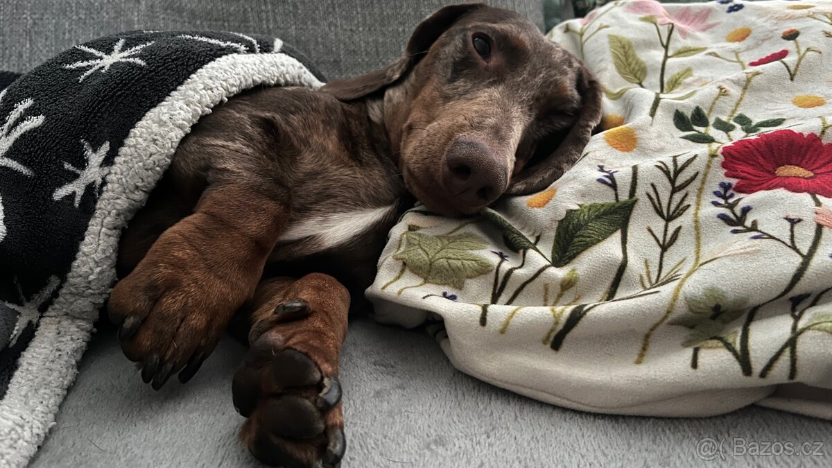 Jezečík ke krytí - 2