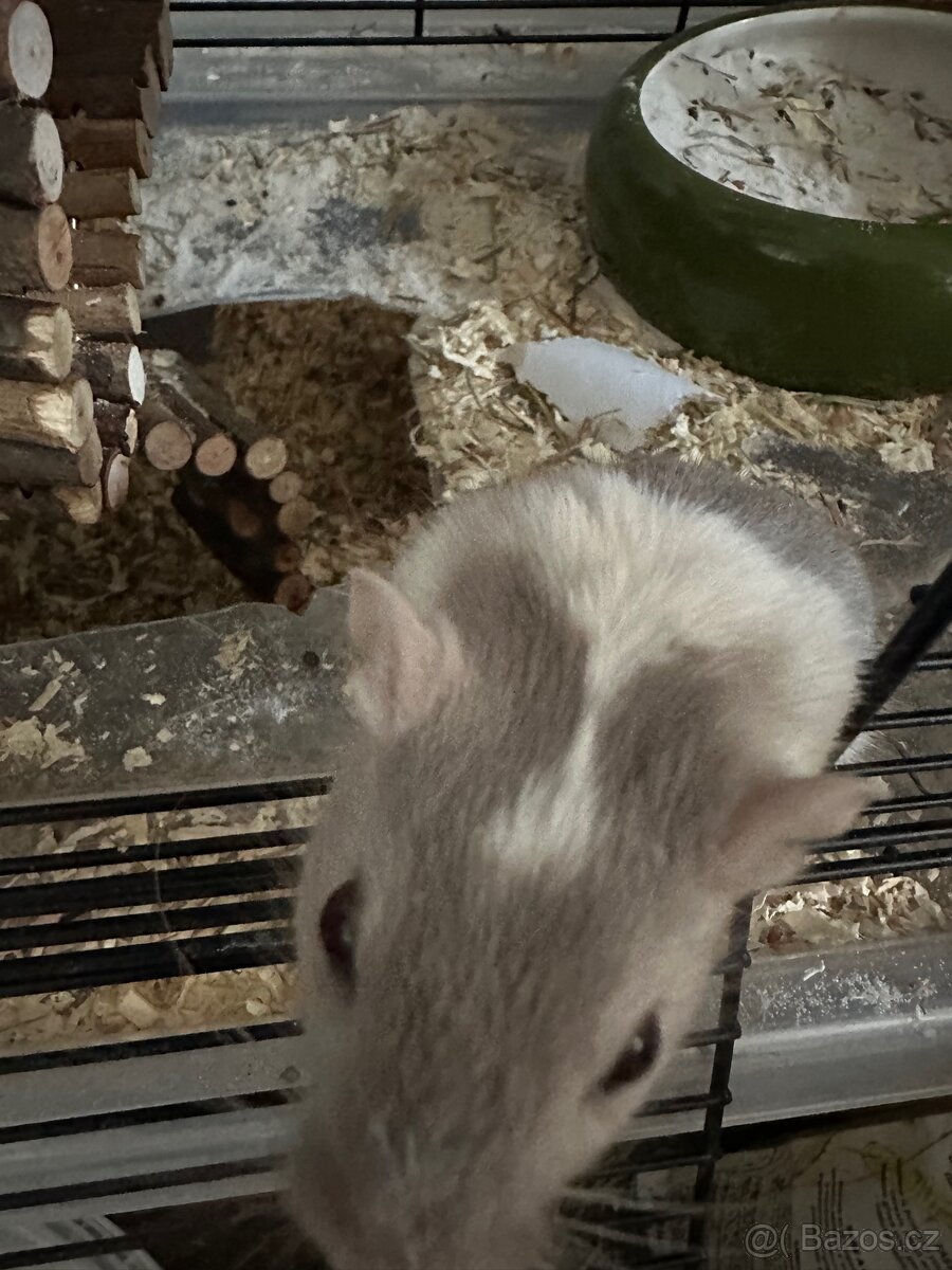 Daruji piskomilky - 2