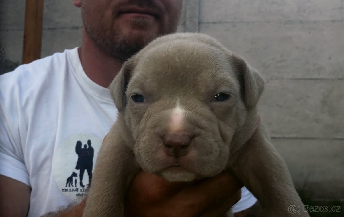 American Bully - ch.s Family Muscle Bullies - 2
