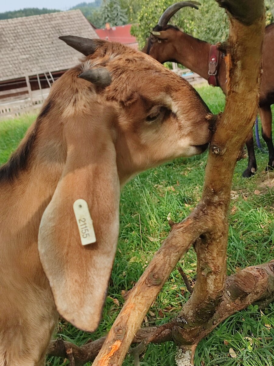 Anglonubijska koza - 2