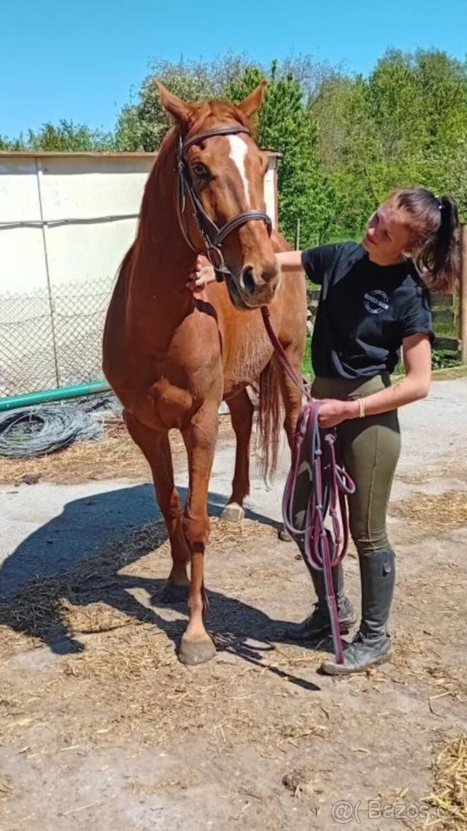 Valach po Aristo Z - 2