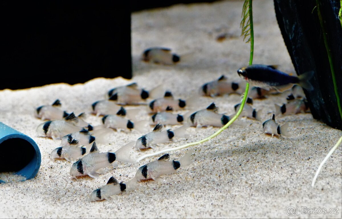Corydoras Panda - Pancéřníček panda - 2