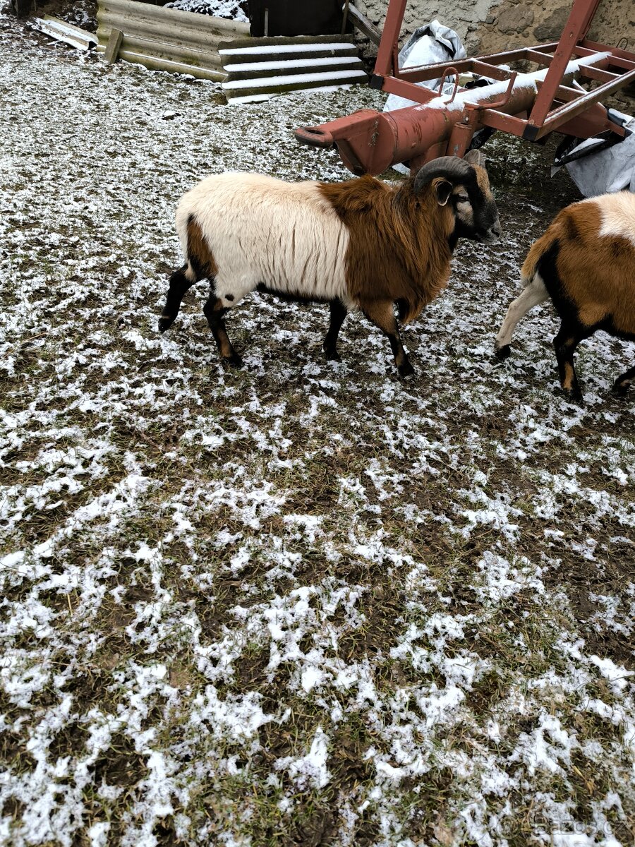 Kamerunský beránek - 2