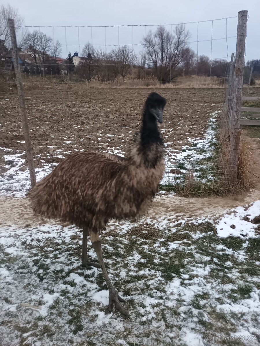 Emu hnedý, samec - 2