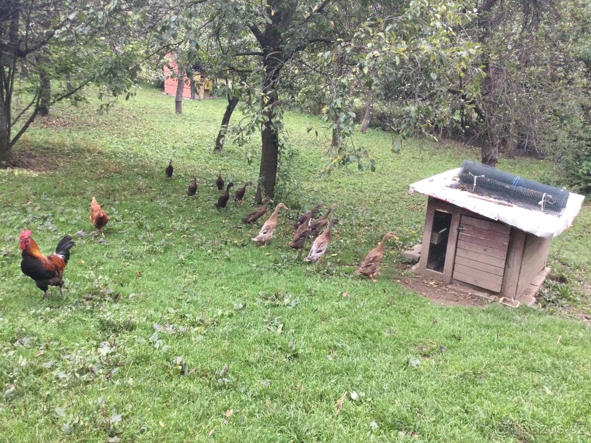 Indický běžec - 2