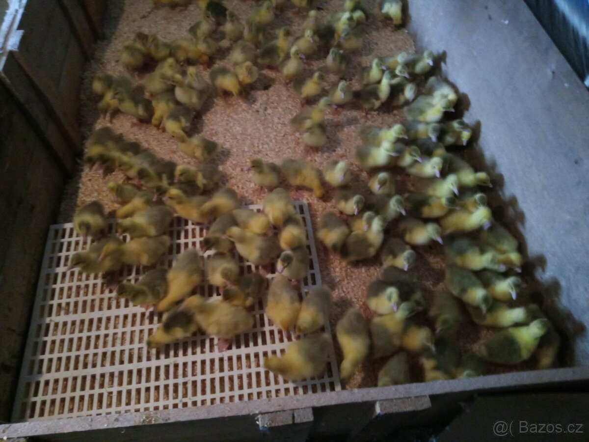 Brojlerová drůbež - 2