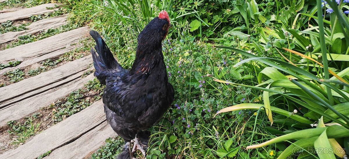 Nabízím Kohouta Marans - 2
