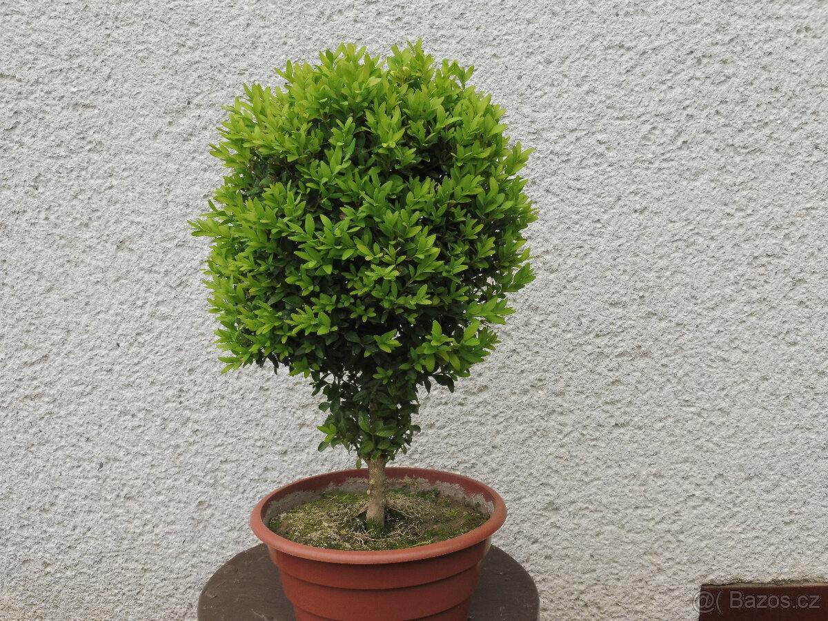 Bonsaj buxus (krušpánek) - 2