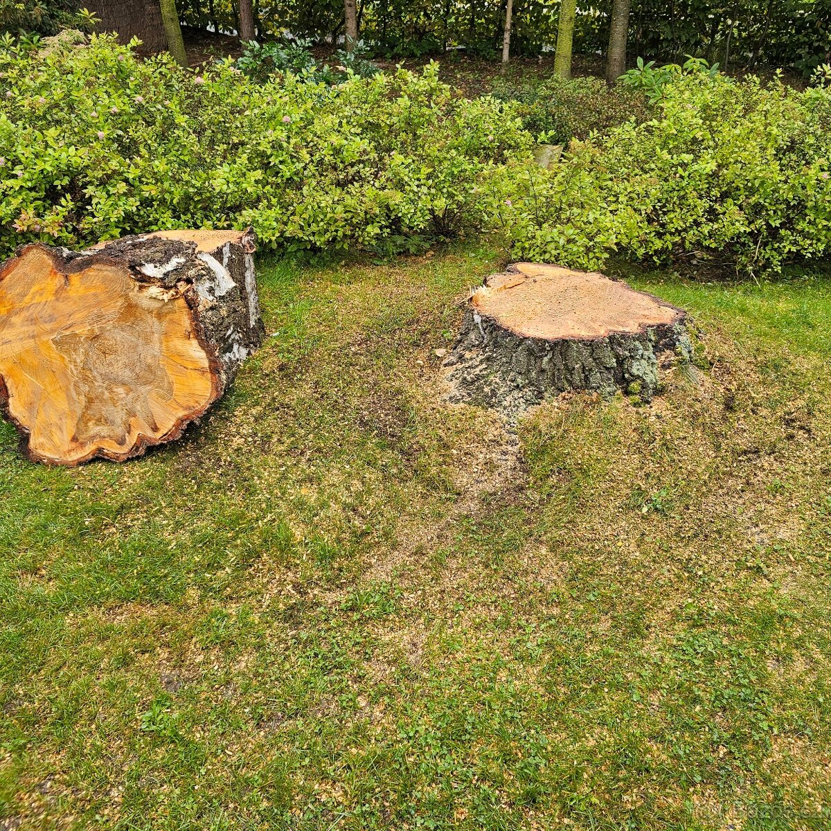 Likvidace, odstranění pařezů, frézování pařezu - 2