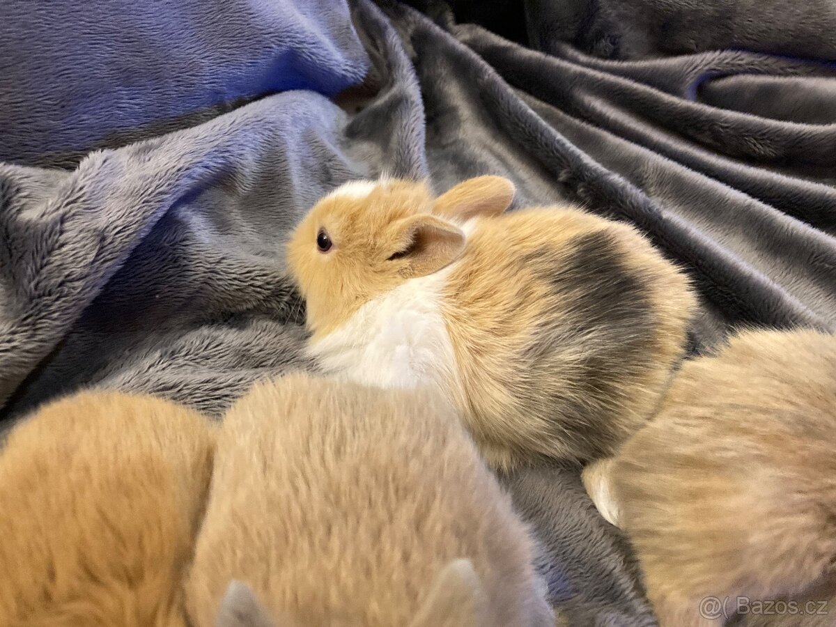 Zakrslý králík - lvíček - 2
