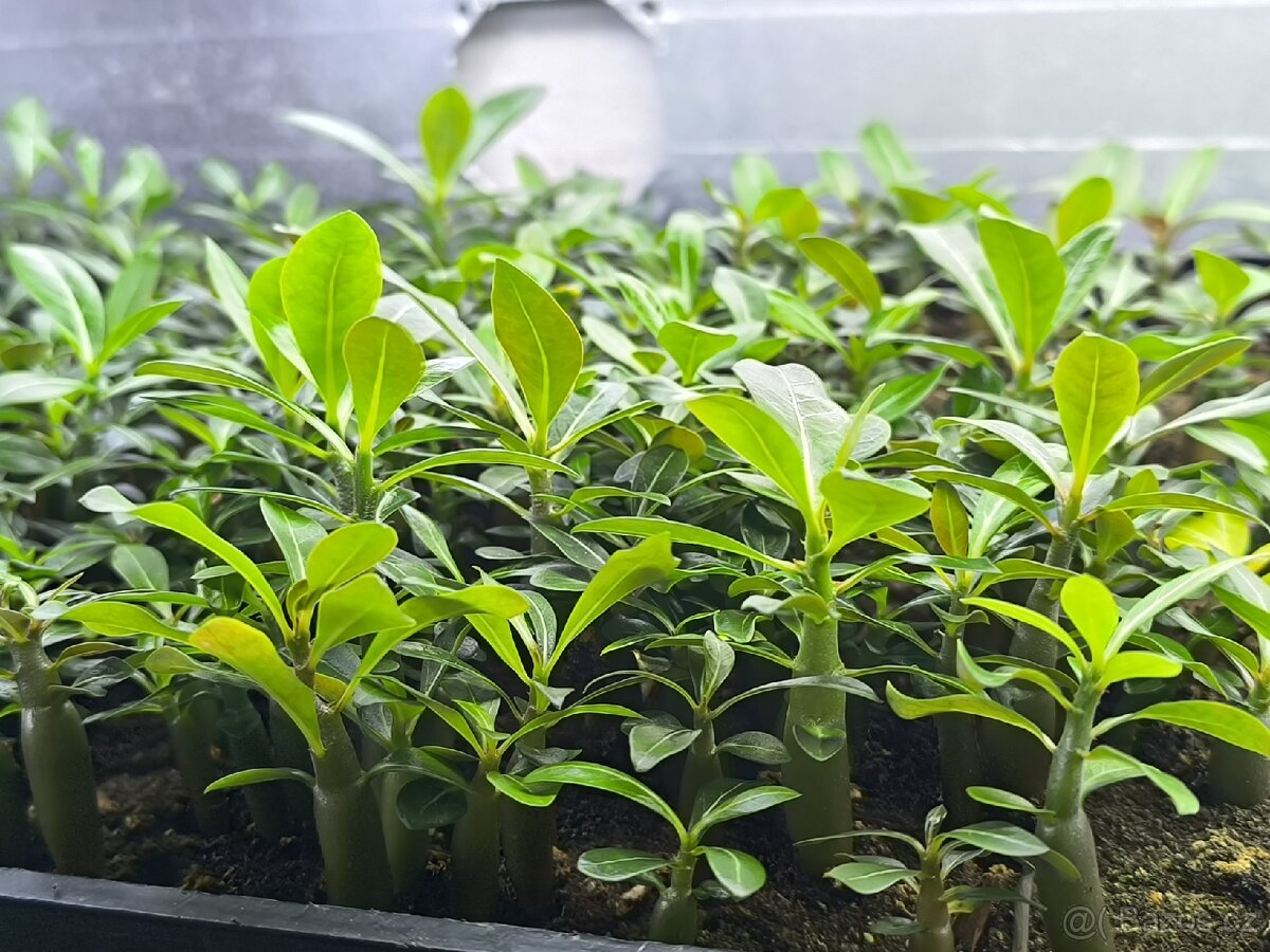 Adenium obesum mix barev asi 12cm velikost - 2