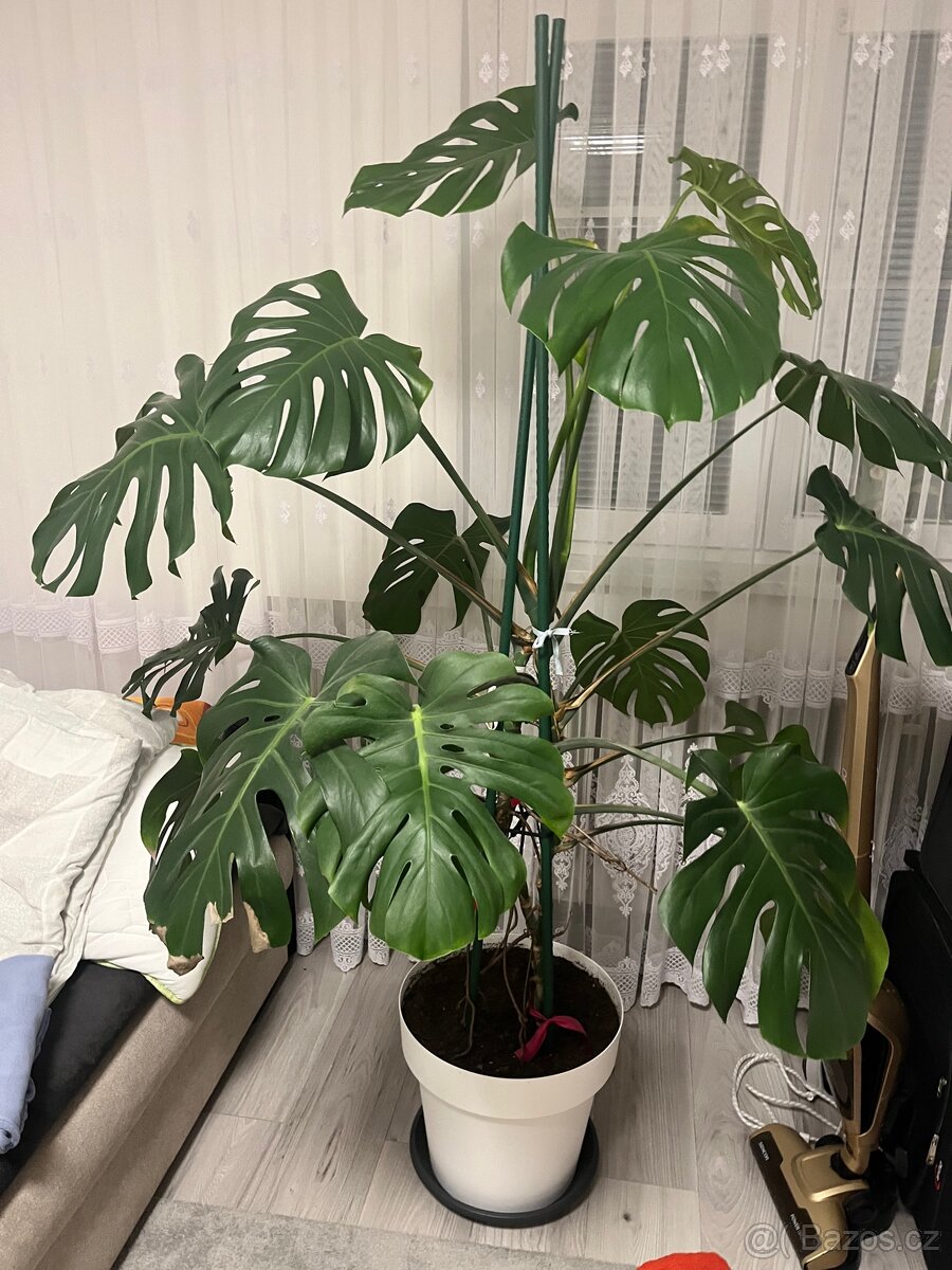 Kytka Monstera - 2