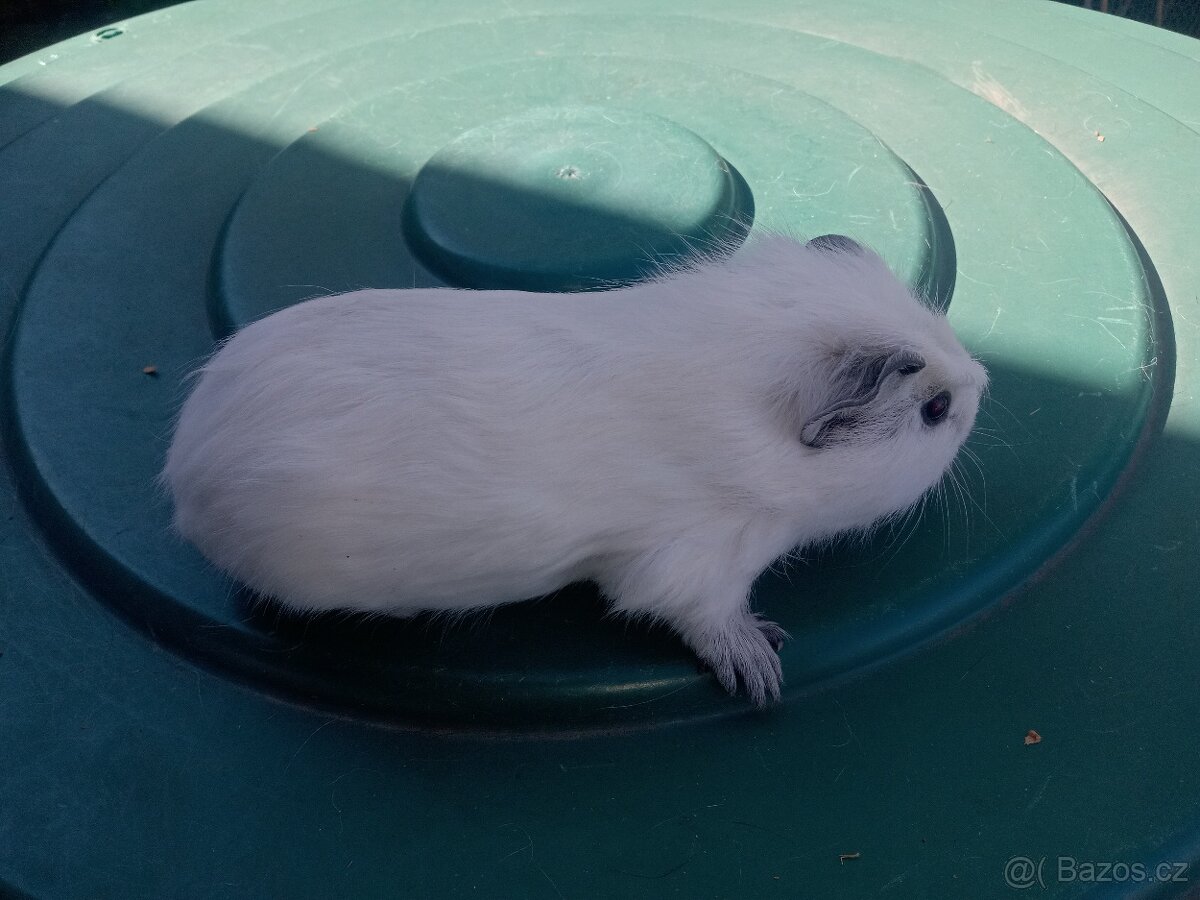 Morče morčata cuy mláďata - 2