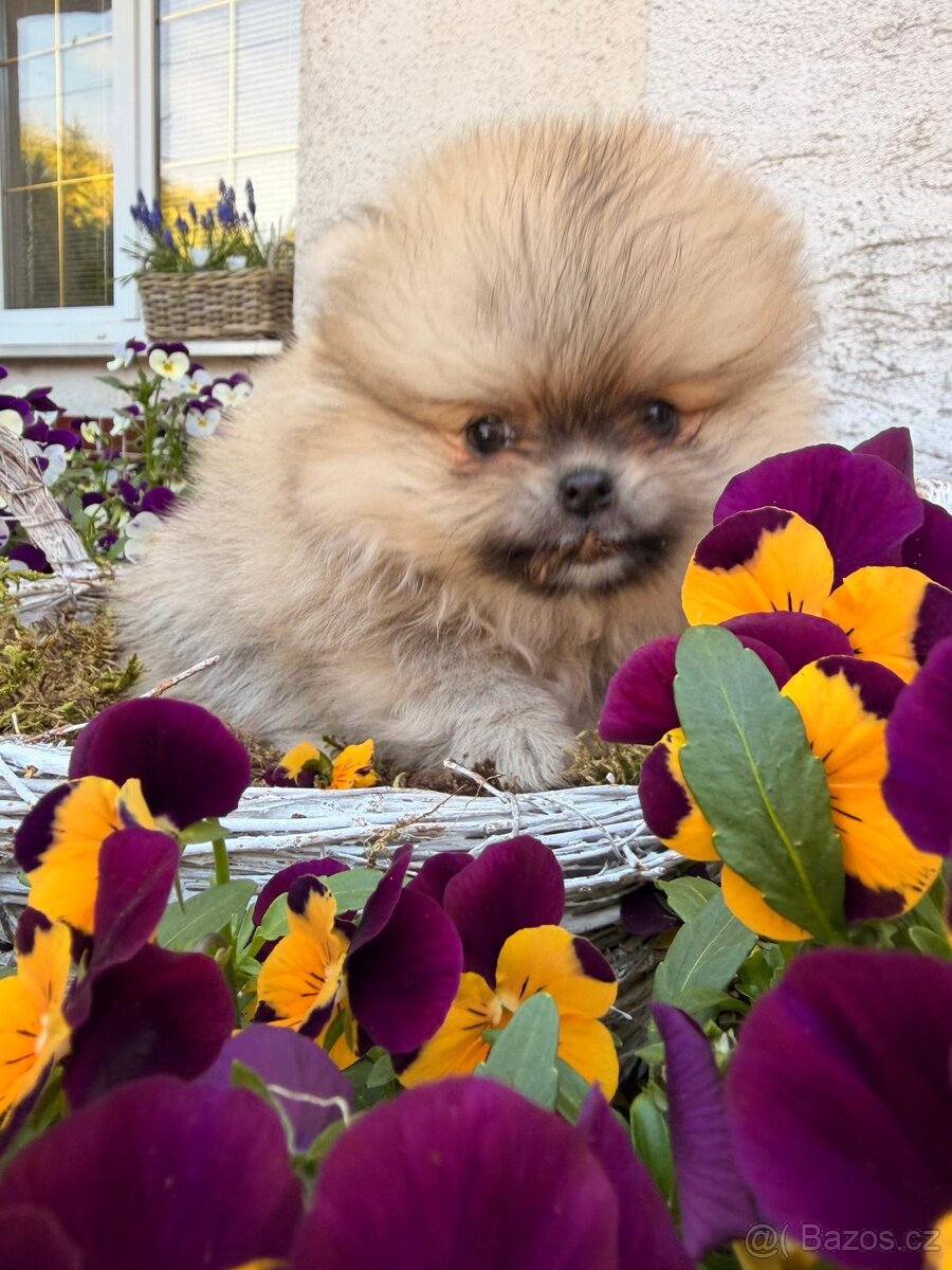 Pomeranian s p.p - 2