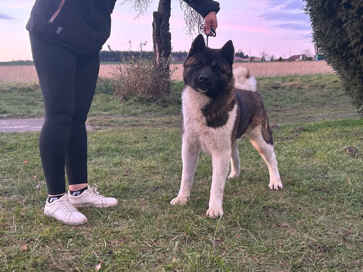Americka Akita - 2