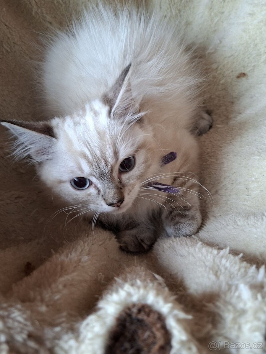 NABÍZIM Ragdoll - 2