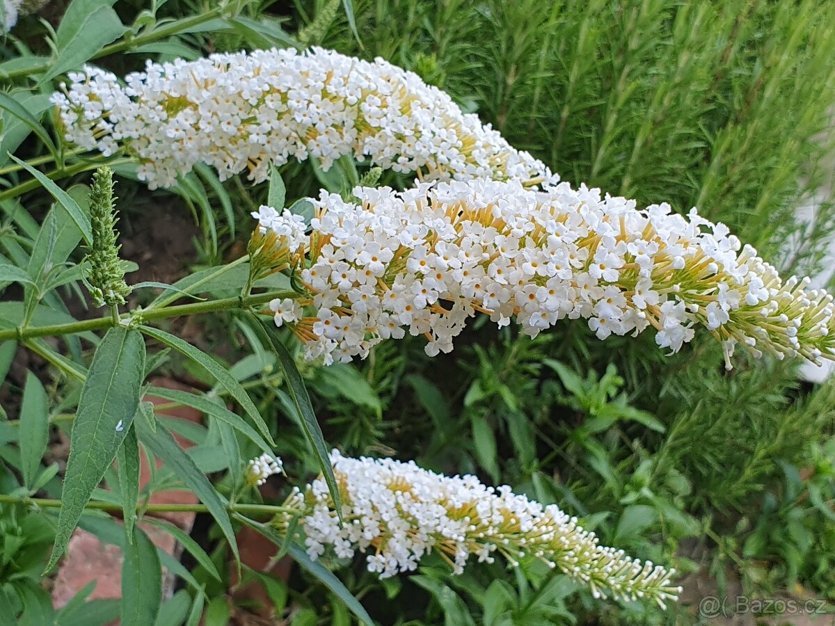 Motýlí keř 35cm - 2