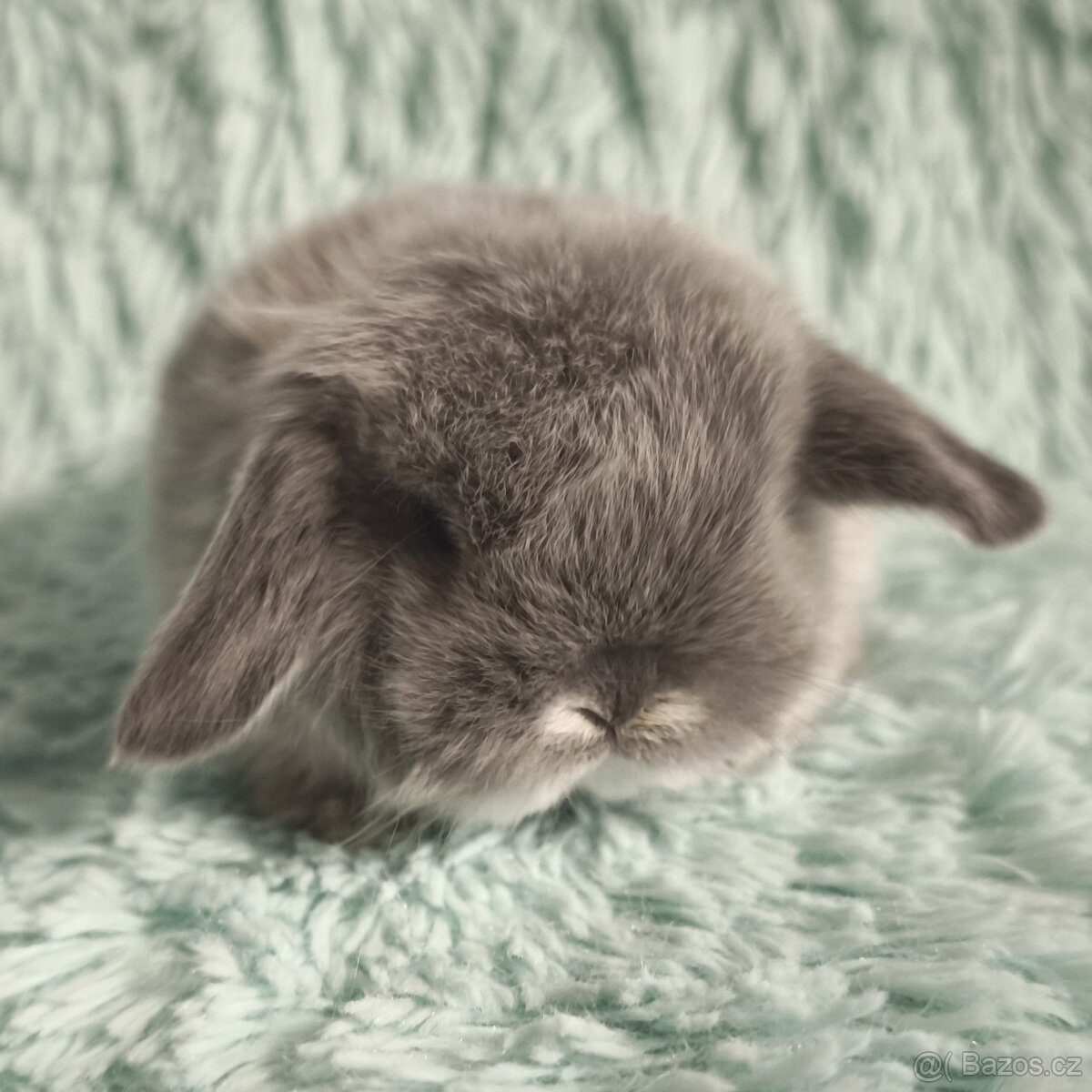 ⭐️ Vánoční ⭐️ Zakrslý beránek 🍀 U1 🍀 - 2