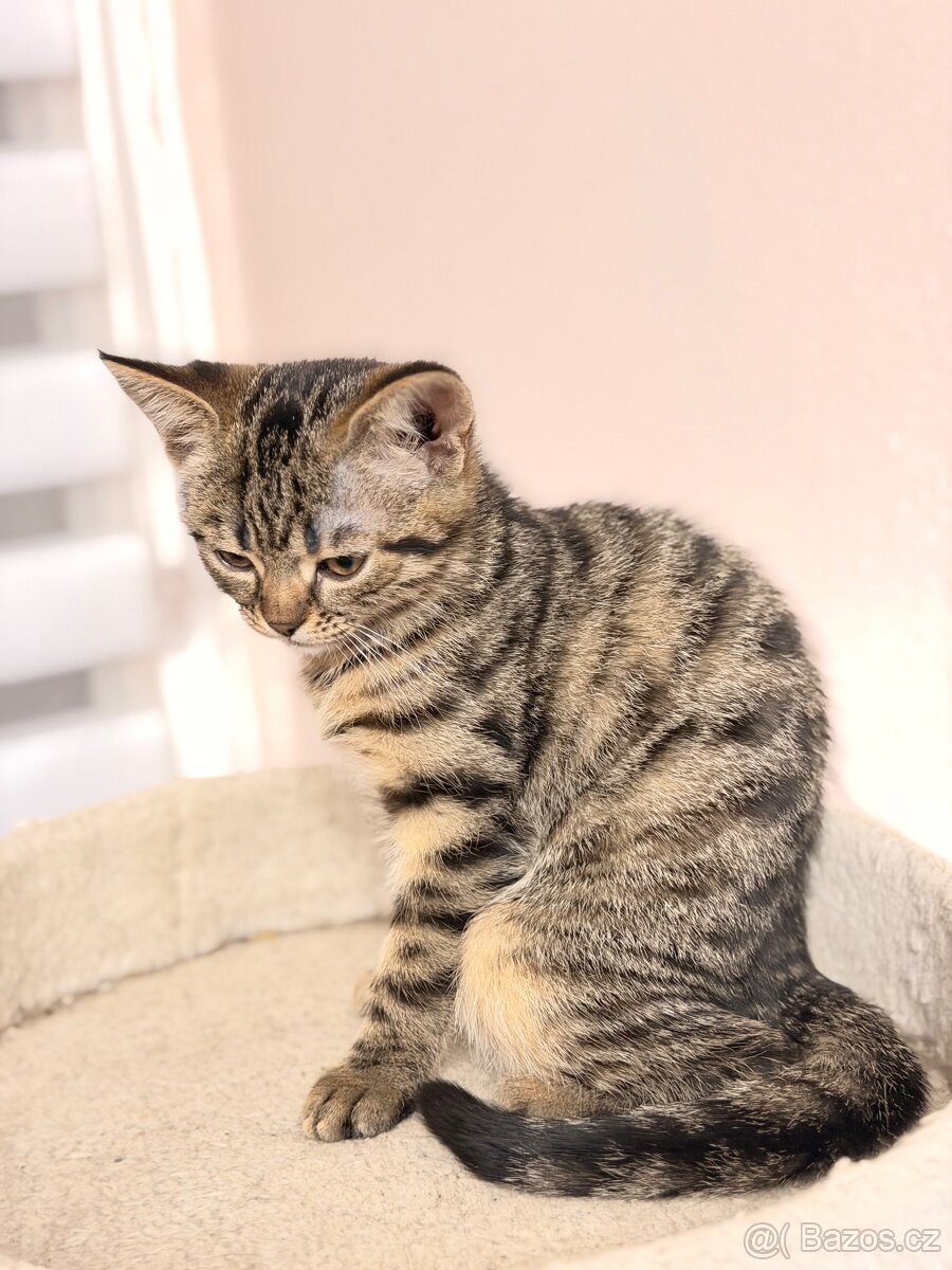 Darujeme koťátko 🐾 - 2
