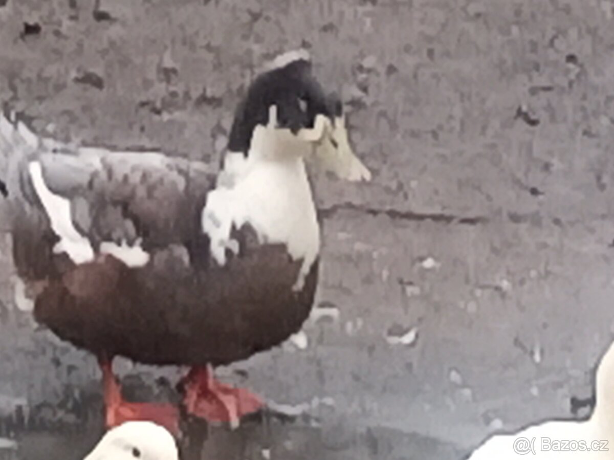 Prodám kačery a kachny - 2