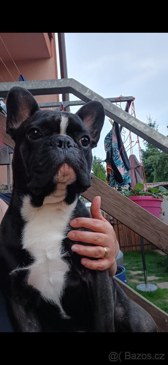 Francouzsky buldocek kryti - 2