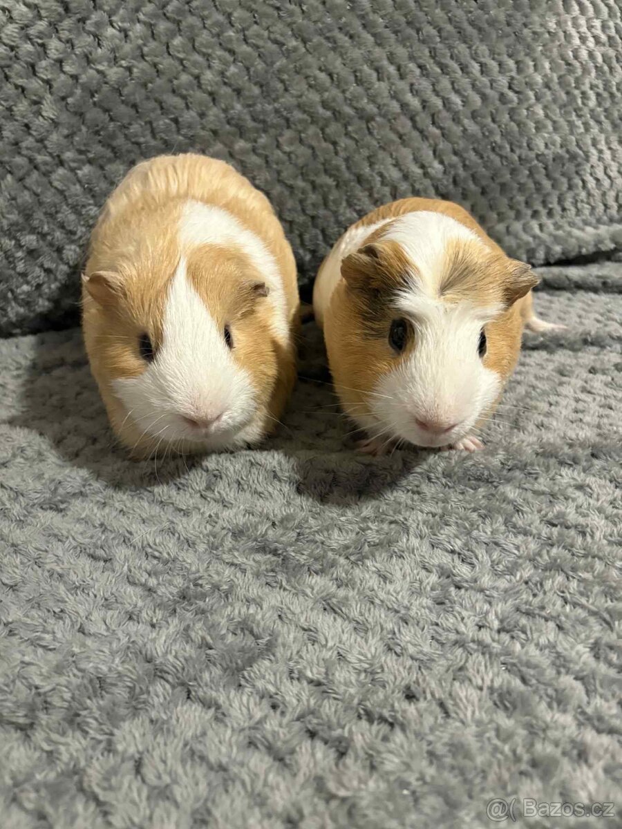 Daruji dvě morčátka 🐹🐹 - 2