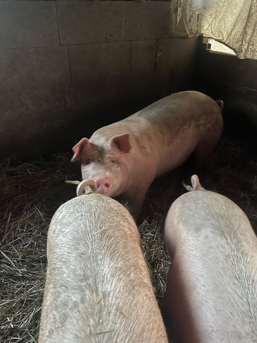 Prodám prasata - domácí chov - 2