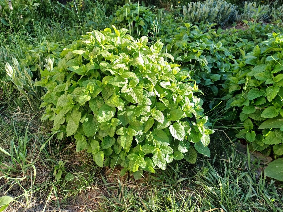 Bylinky čerstvé - 2