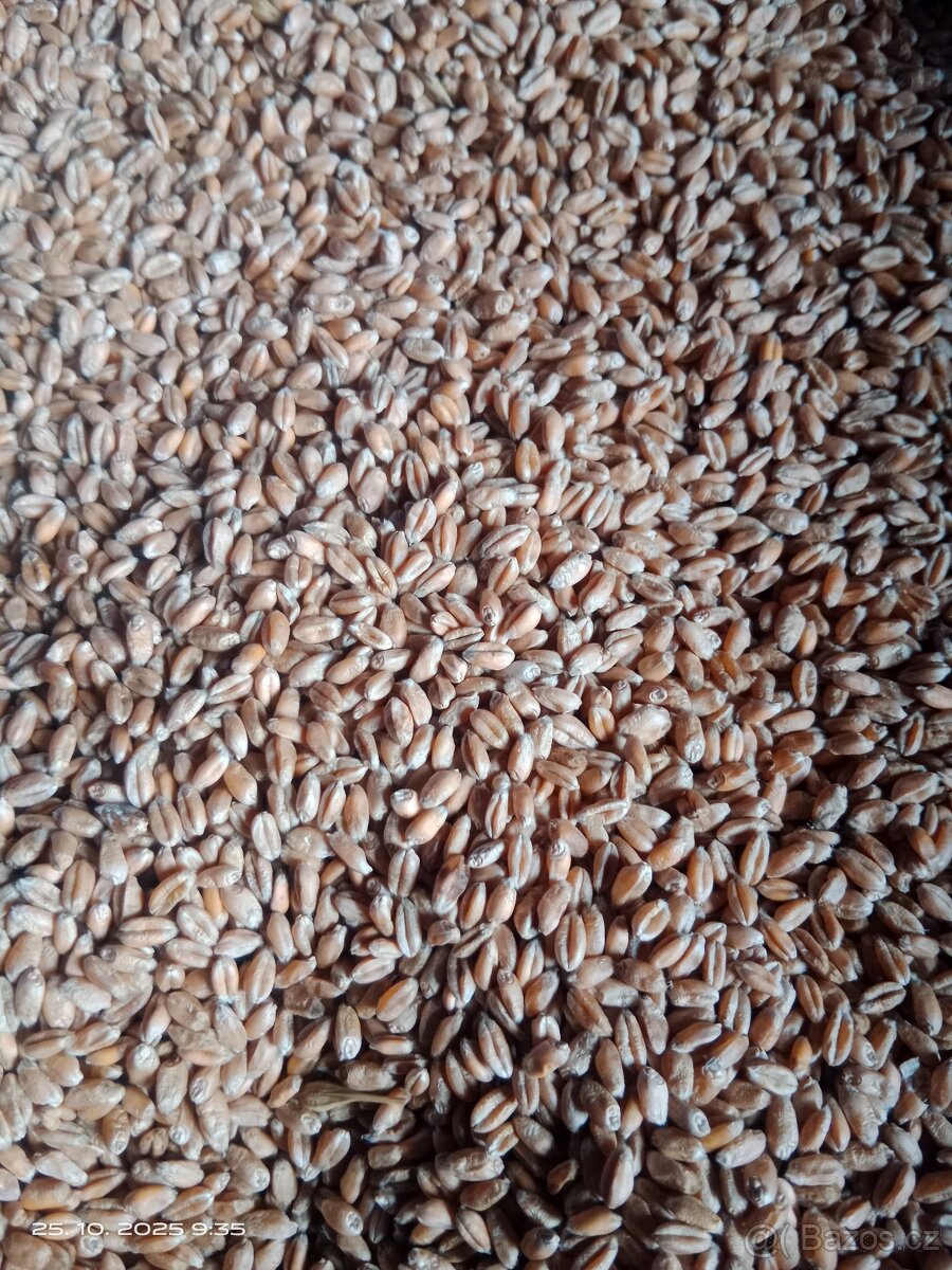 Ječmen - 2