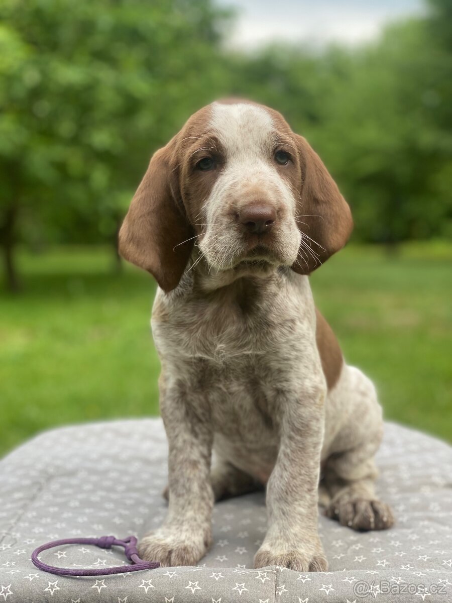 Italsky spinone - Štěňata - 2