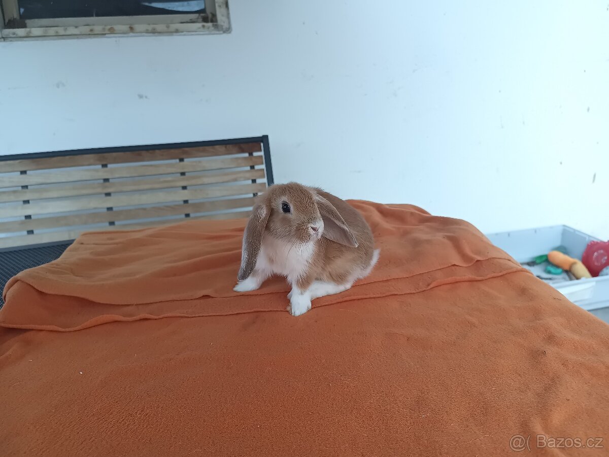 Zakrslý beránek sameček - 2