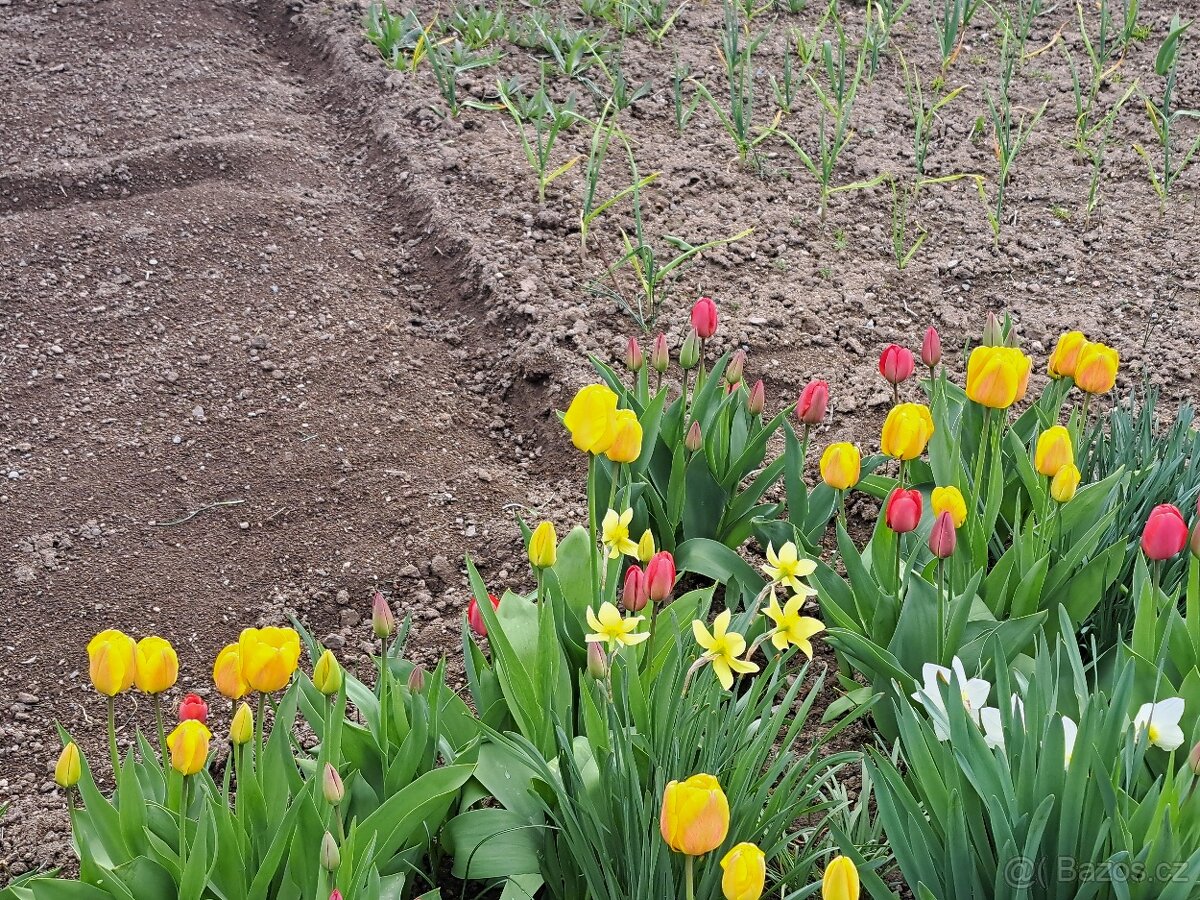 Cibulky tulipanu - 2