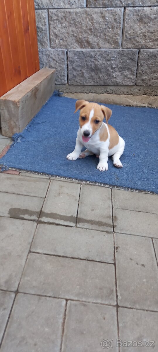 Jack Russell teriér - 2