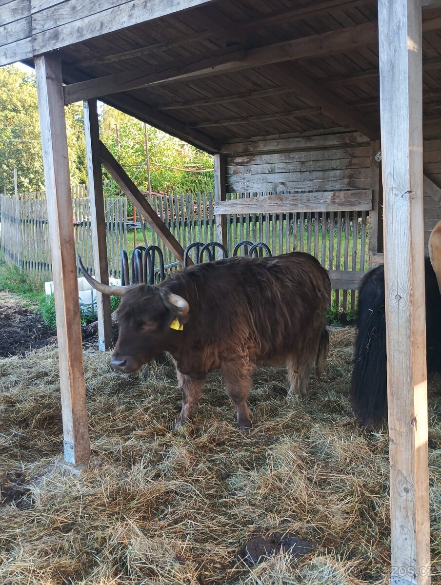 Highland jalovice - 2
